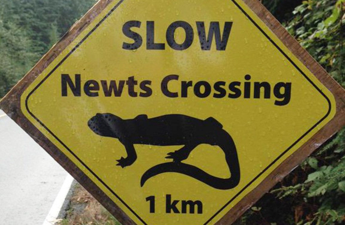 newts-crossing-lge.jpg